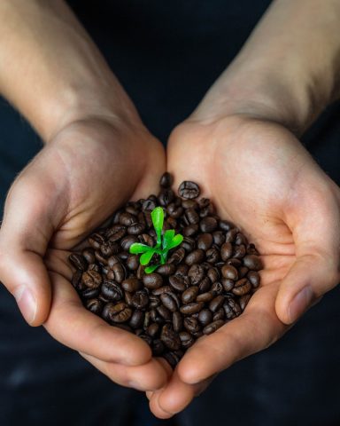 Café Organico